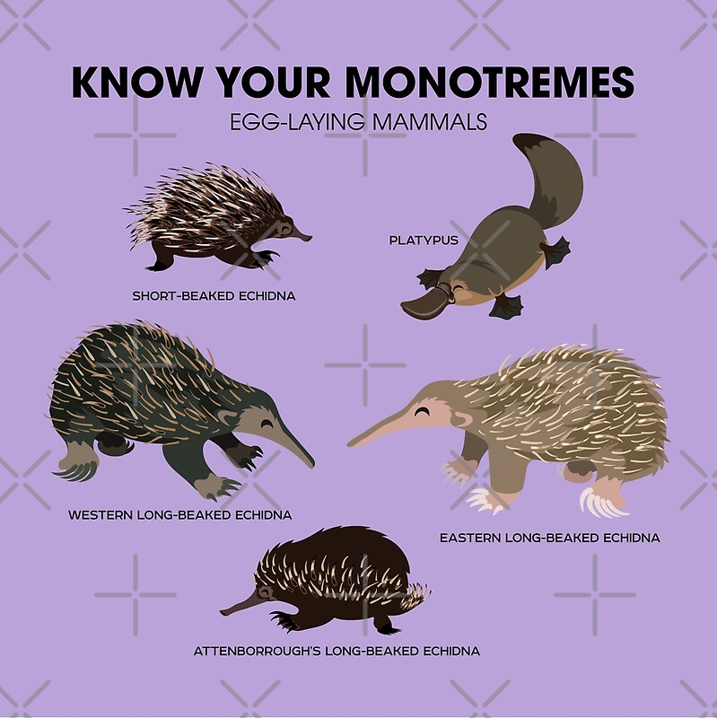 know-your-monotremes-by-pepomintnarwhal-redbubble