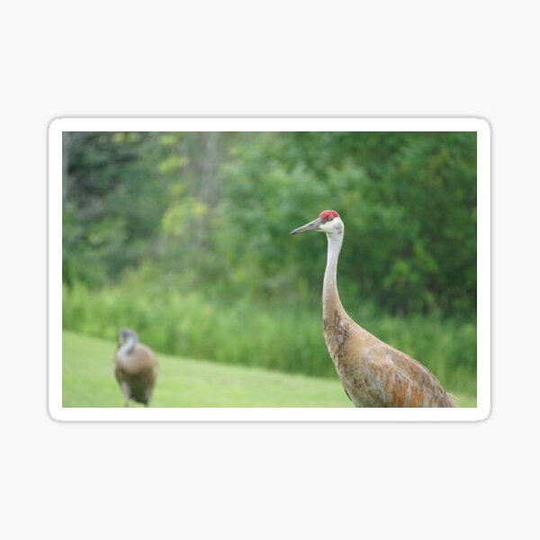 Item preview, sandhill cranes  designed and sold by distracted.