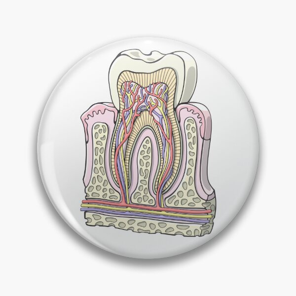 Item preview, Human Tooth Anatomy Illustration designed and sold by taylorcustom.