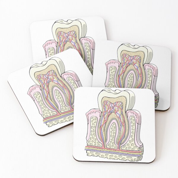 Item preview, Human Tooth Anatomy Illustration designed and sold by taylorcustom.
