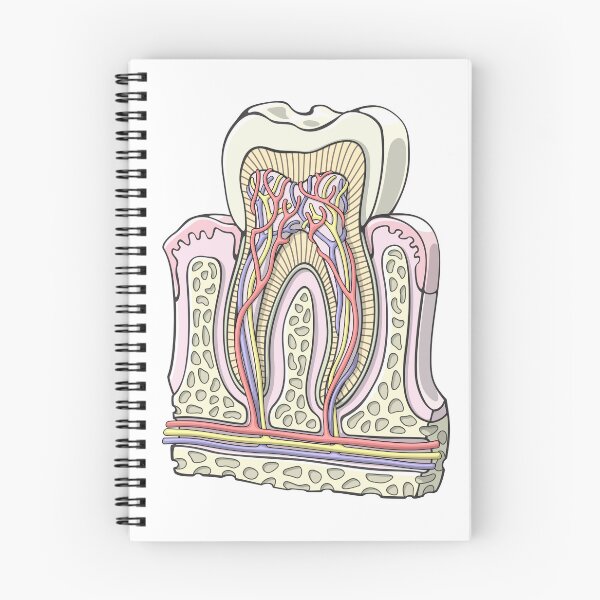 Item preview, Human Tooth Anatomy Illustration designed and sold by taylorcustom.
