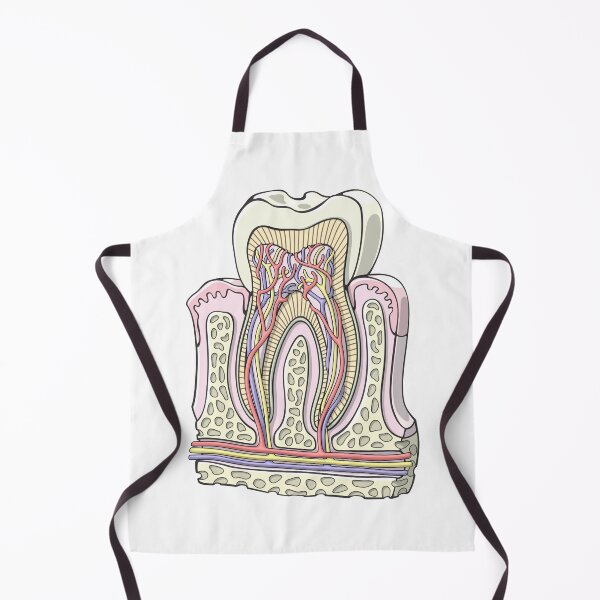 Item preview, Human Tooth Anatomy Illustration designed and sold by taylorcustom.