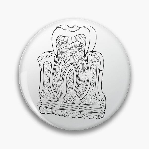 Item preview, Human Tooth Anatomy Line Drawing designed and sold by taylorcustom.