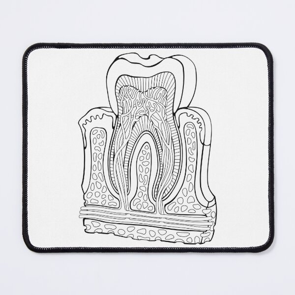 Item preview, Human Tooth Anatomy Line Drawing designed and sold by taylorcustom.