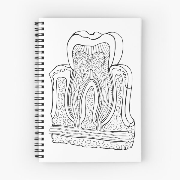 Item preview, Human Tooth Anatomy Line Drawing designed and sold by taylorcustom.