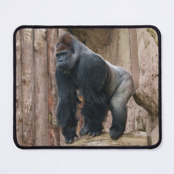Item preview, Kidogo the Silverback Striking a Pose on a Log designed and sold by rawshutterbug.