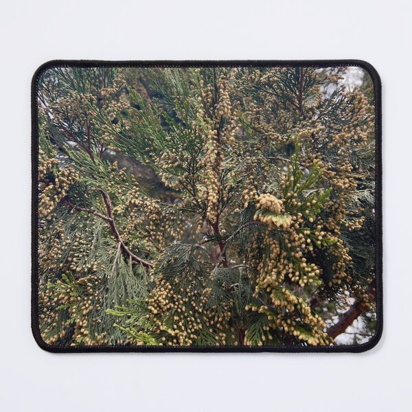 Item preview, California Incense-Cedar designed and sold by Betsy Phillips.