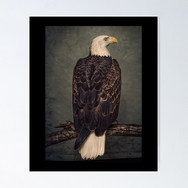 Item preview, Animals Albums designed and sold by GeorgeaNixion.