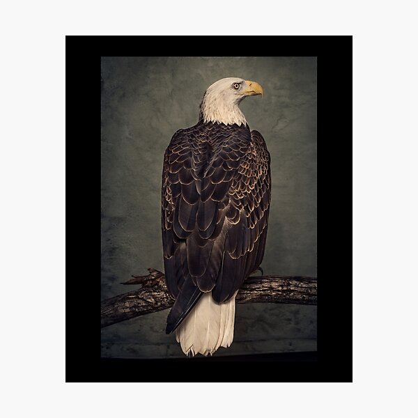 Item preview, Animals Albums designed and sold by GeorgeaNixion.