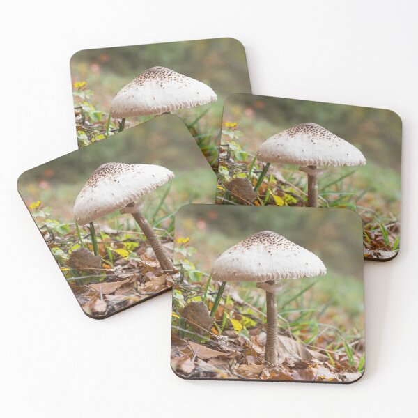 Item preview, White mushroom in fall designed and sold by StohlerPhotos.