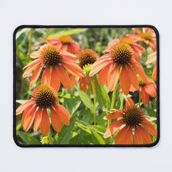 Item preview, Bold and Cheerful Orange Echinacea Coneflowers designed and sold by Georgia Mizuleva.