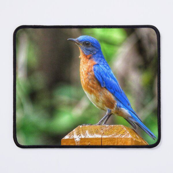 Item preview, Bluebird designed and sold by Larrysphotos.