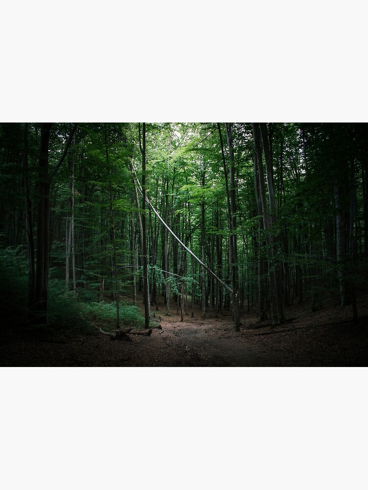 Forest scene with fallen tree by creaschon