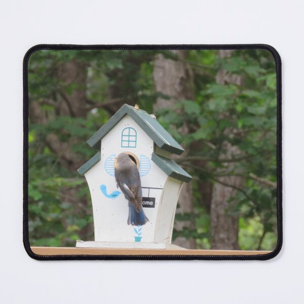 Item preview, Bluebird building a home designed and sold by Larrysphotos.