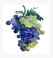 watercolor grapes Photographic Print
