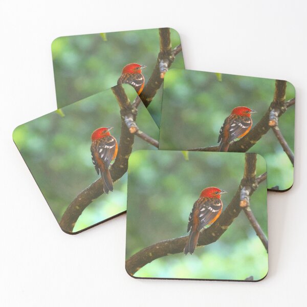 Item preview, Flame Colored Tanager Panama Birding Alvaro Miranda Art  designed and sold by Alvaro-Miranda.