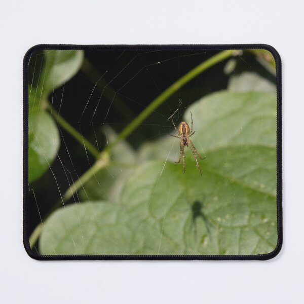 Item preview, Spider and Shadow designed and sold by Calidris Fotografie Steffi & Ben Köppler.