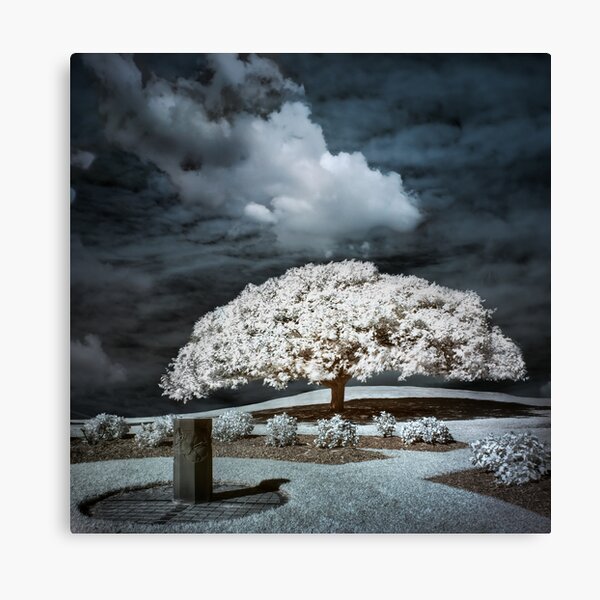 When a Tree Dreams Canvas Print