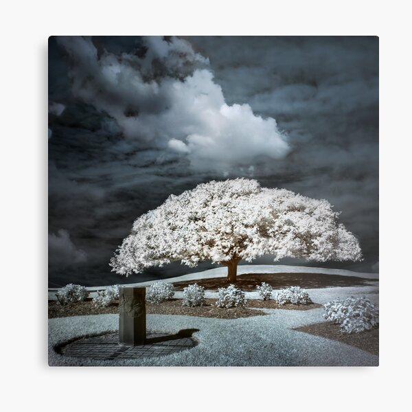 When a Tree Dreams Metal Print