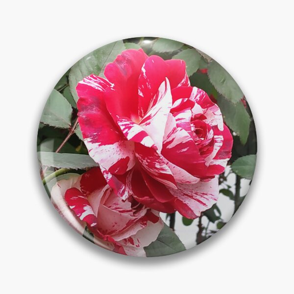 Item preview, Colorful Red Rose Flower designed and sold by SamirArt.