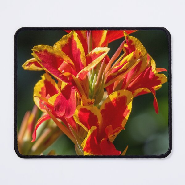 Item preview, Canna lily designed and sold by johkar-photos.