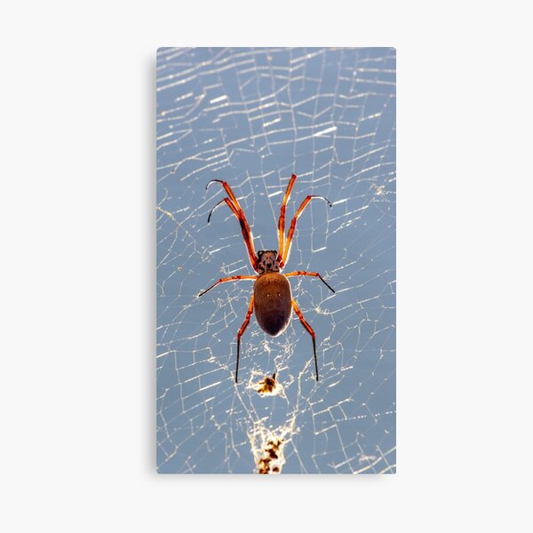 Item preview, Australian Orb spider designed and sold by johkar-photos.