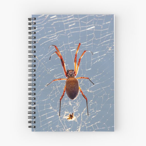 Item preview, Australian Orb spider designed and sold by johkar-photos.