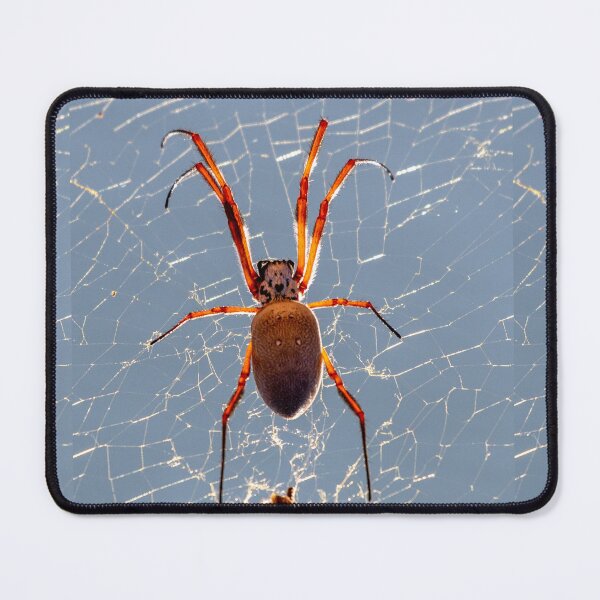 Item preview, Australian Orb spider designed and sold by johkar-photos.