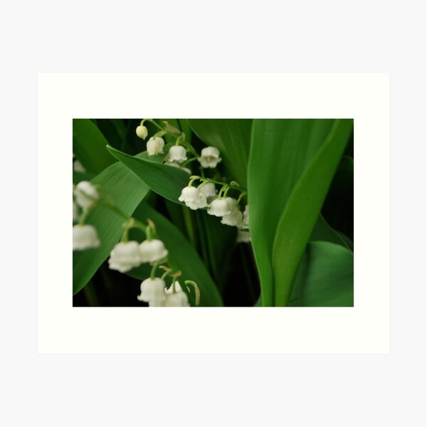 Lily's of the valley.  Art Print