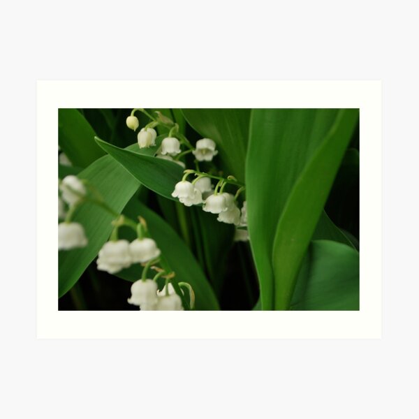 Lily's of the valley. Art Print