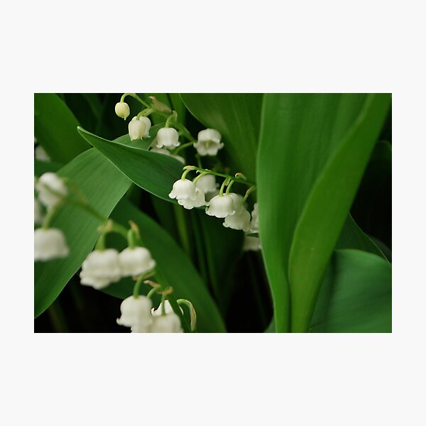 Lily's of the valley. Photographic Print