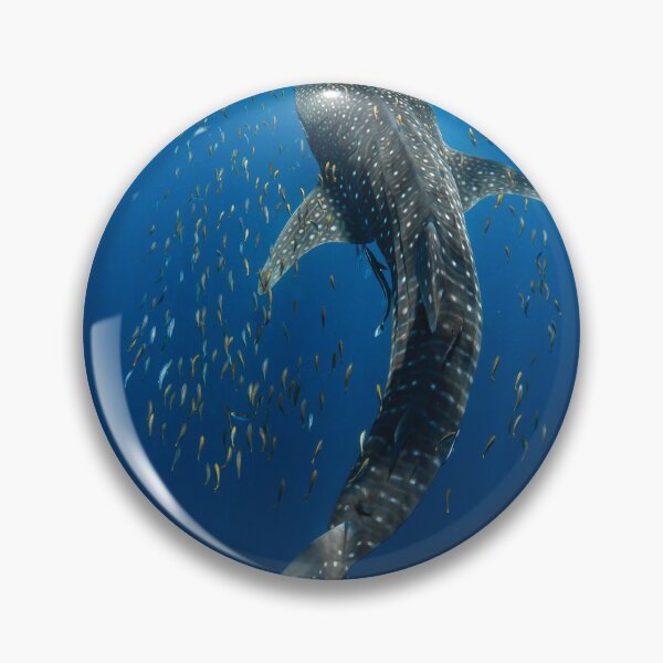 Item preview, Whale shark surfacing designed and sold by Jesshaddenphoto.