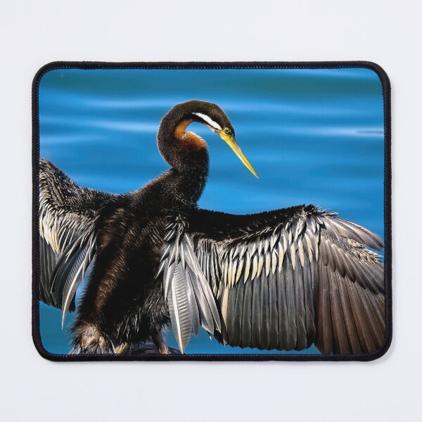 Item preview, Darter Bird Tuncurry 5274 designed and sold by kevin Chippindall.