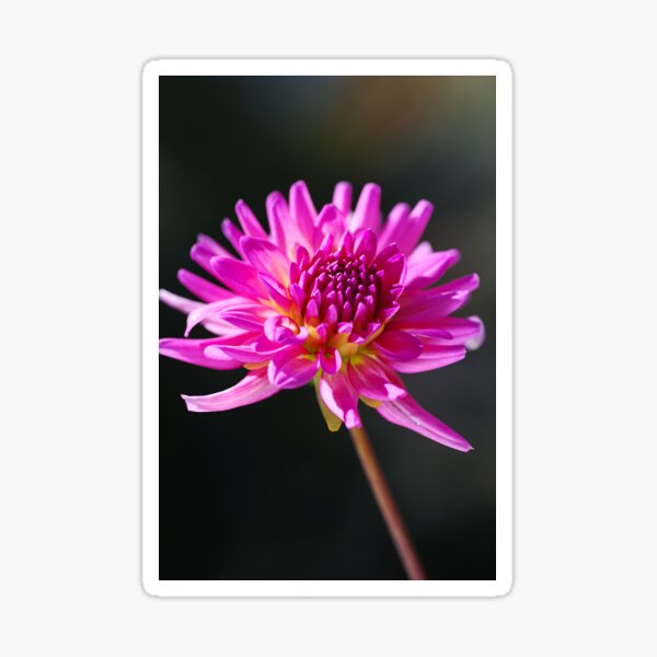 Item preview, Beautiful Bright And Pink Dahlia designed and sold by Joy Watson - Natural Light Photography .