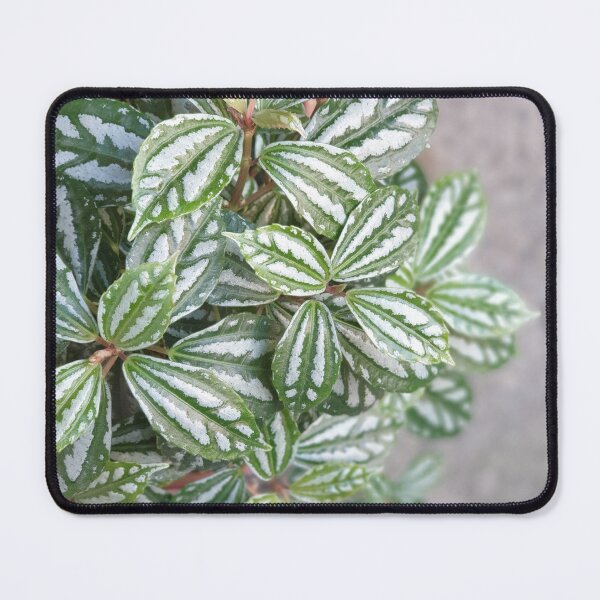 Item preview, green white plant leaf designed and sold by ichirochen.