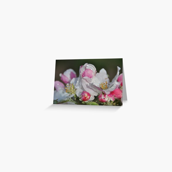 Item preview, Morning Dew Among Apple Blossoms  designed and sold by Judy Ann  Grant.