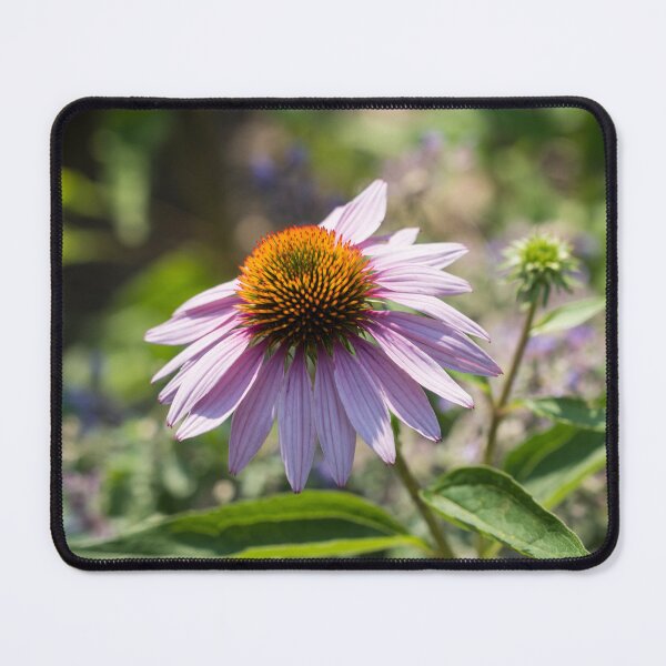 Item preview, Pale Purple Echinacea Coneflower in the Sunshine designed and sold by Georgia Mizuleva.