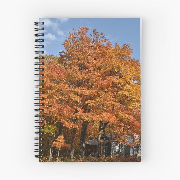 Item preview, A maple grove in the fall designed and sold by Claude Laprise.