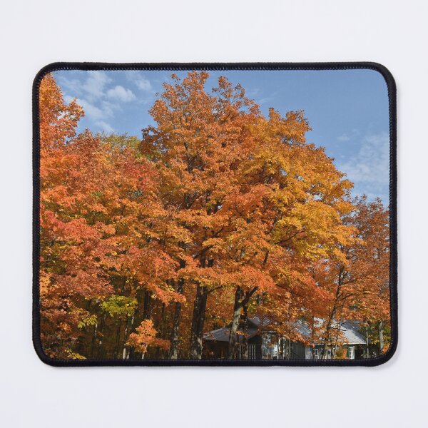 Item preview, A maple grove in the fall designed and sold by Claude Laprise.