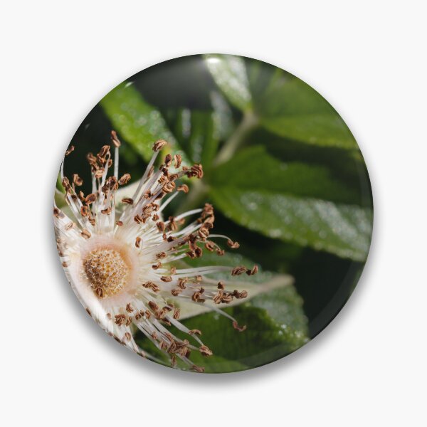 Item preview, Beach rose designed and sold by Calidris Fotografie Steffi & Ben Köppler.