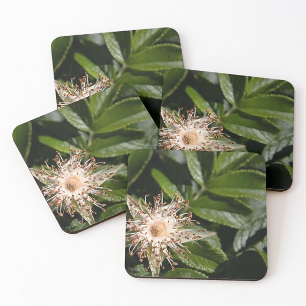 Item preview, Beach rose designed and sold by Calidris Fotografie Steffi & Ben Köppler.