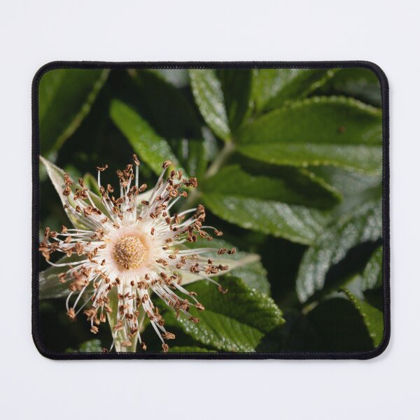 Item preview, Beach rose designed and sold by Calidris Fotografie Steffi & Ben Köppler.