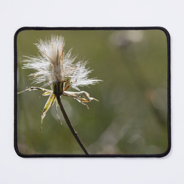 Item preview, White Fluff designed and sold by Calidris Fotografie Steffi & Ben Köppler.