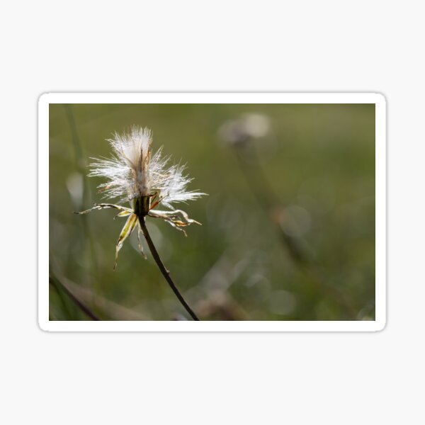 Item preview, White Fluff designed and sold by Calidris Fotografie Steffi & Ben Köppler.