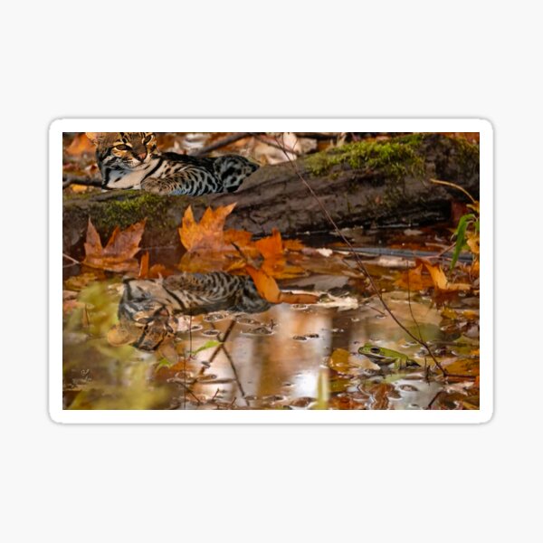 Item preview, An Ocelot's Reflections designed and sold by billfox256.