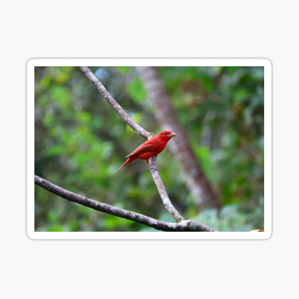 Red Summer Tanager Panama Bird Photography Sticker