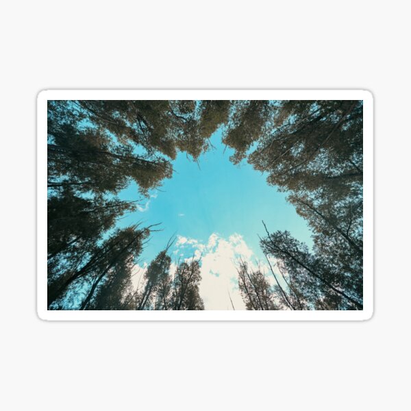 Trees Above Sticker