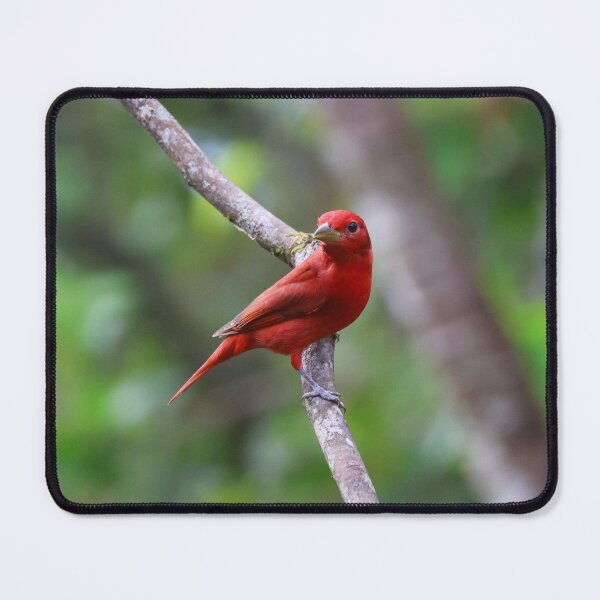 Item preview, Summer Tanager  designed and sold by Alvaro-Miranda.