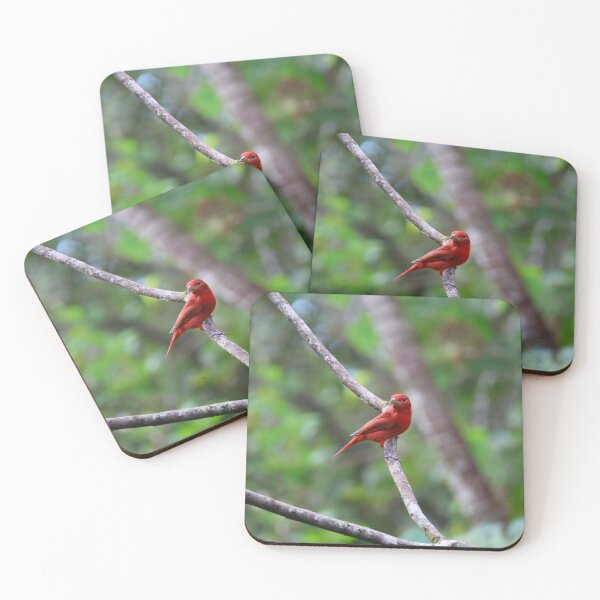 Item preview, Summer Tanager  designed and sold by Alvaro-Miranda.
