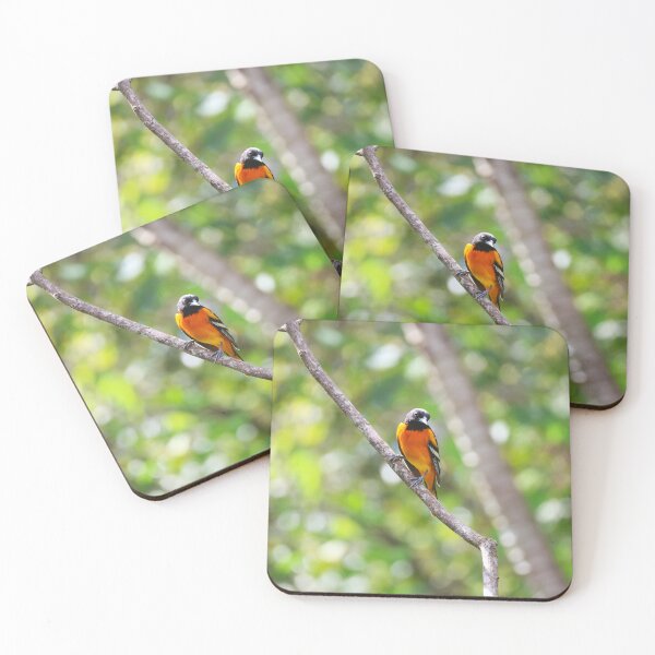 Item preview, Baltimore Oriole Panama Bird Photography designed and sold by Alvaro-Miranda.